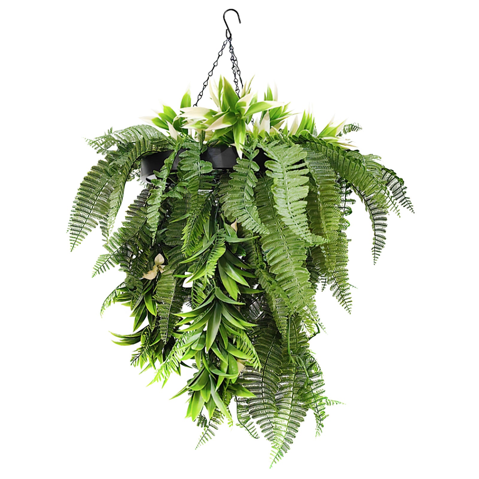 groene plant binnen Hangplant | Rainforest