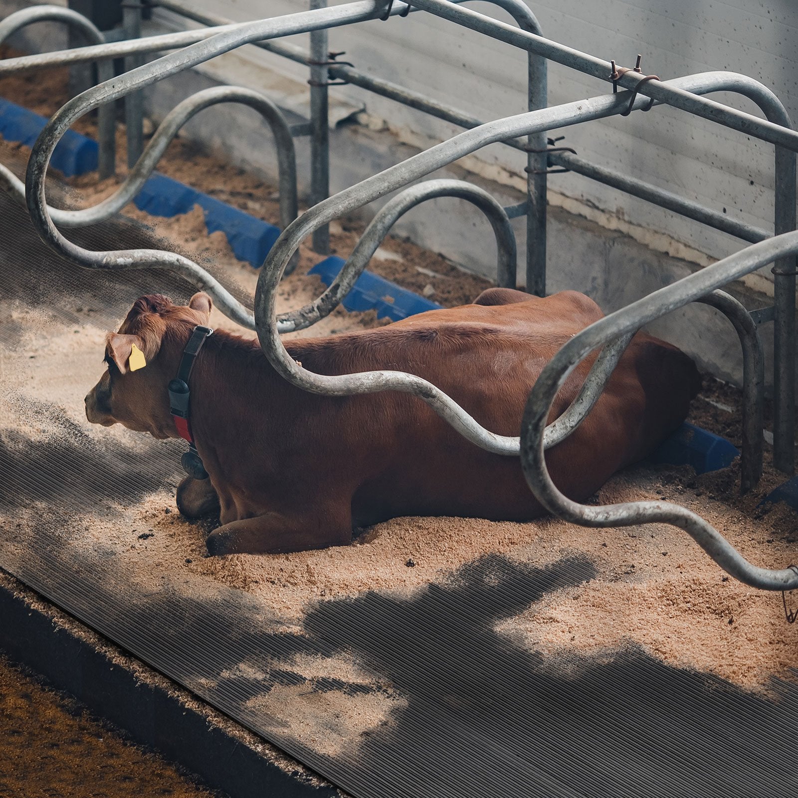 ✂ Rubber stalmatten voor veeteelt | Dikte: 10 mm | Op maat snijden