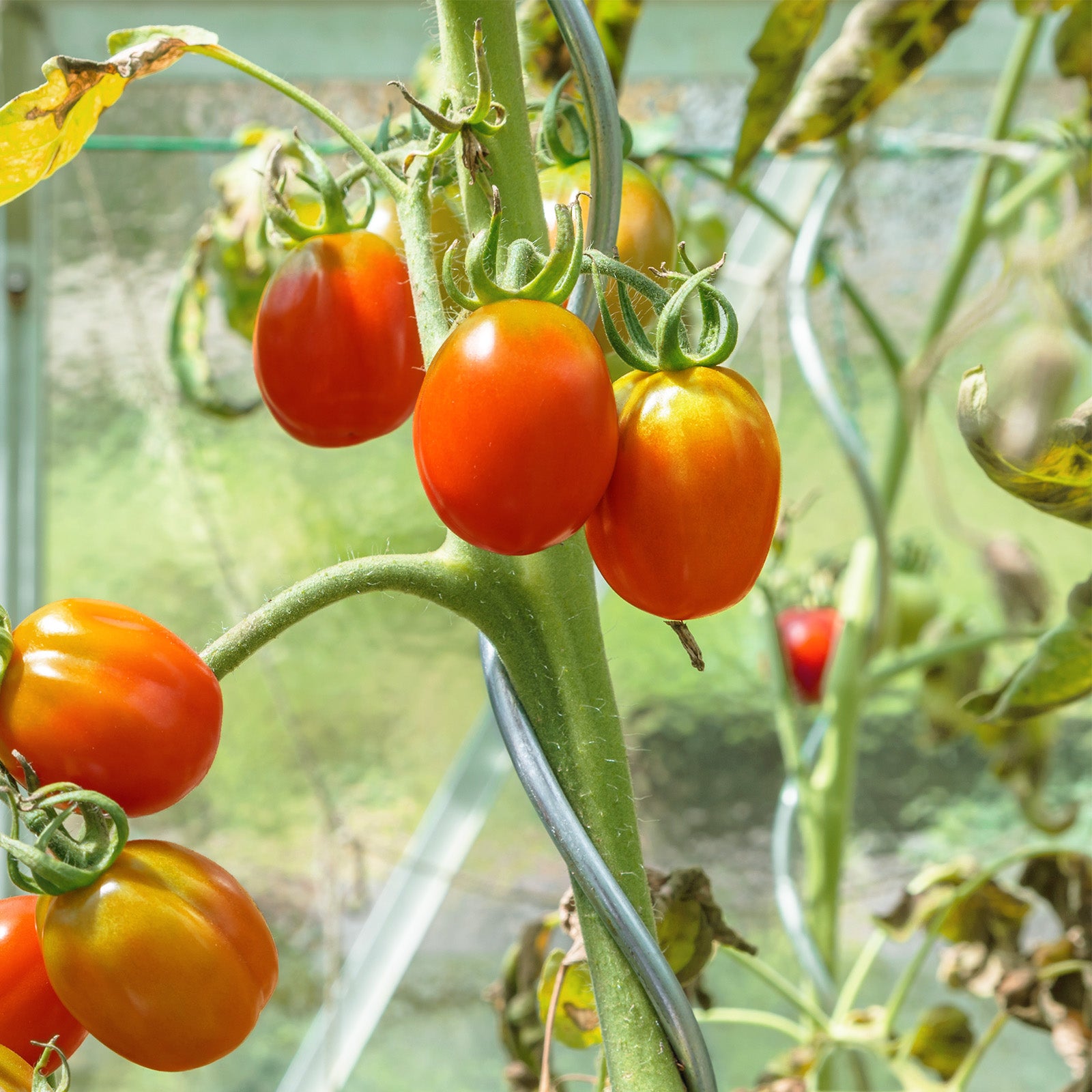 Tomaten Spiraal Staven | Volledig Gegalvaniseerd | Plantstaaf